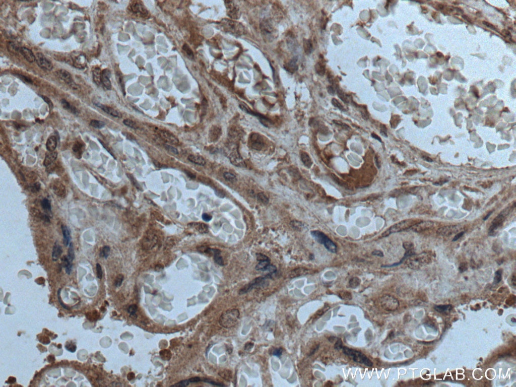 Immunohistochemistry (IHC) staining of human placenta tissue using CPZ Polyclonal antibody (15944-1-AP)