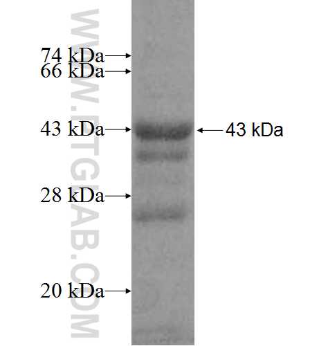 CPZ fusion protein Ag8429 SDS-PAGE