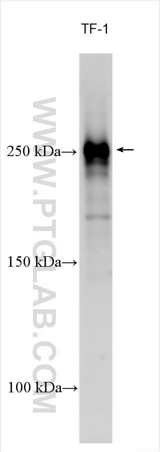 Western Blot (WB) analysis of various lysates using CD35 Polyclonal antibody (30057-1-AP)