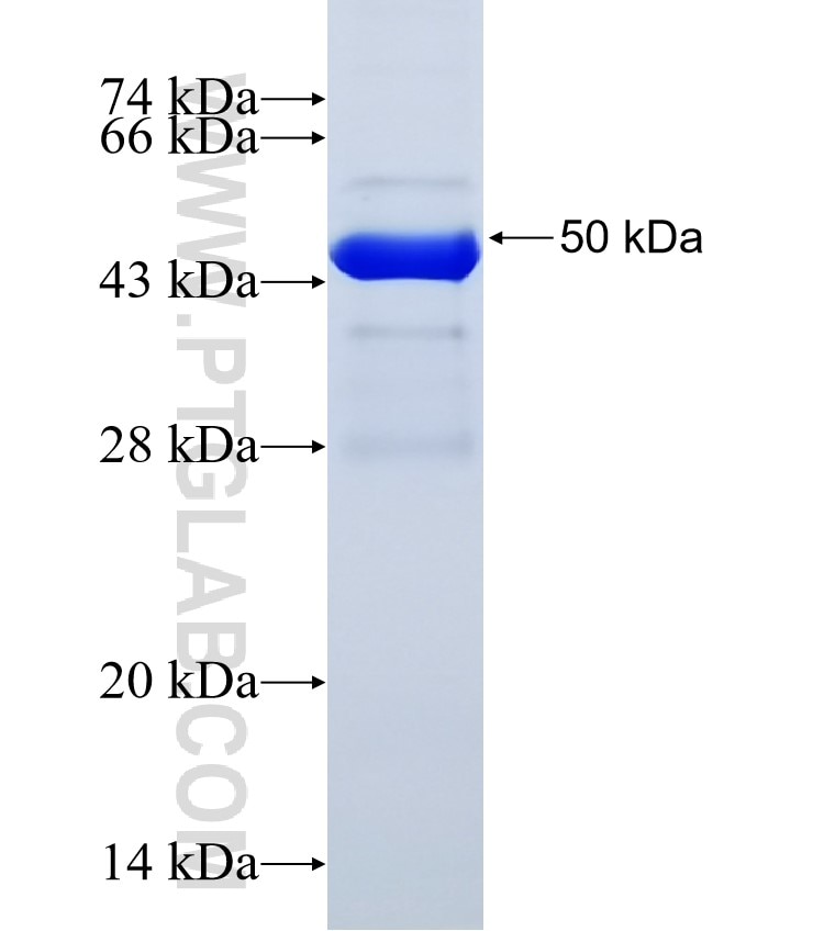CR1 fusion protein Ag30243 SDS-PAGE