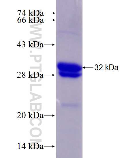 CR2 fusion protein Ag27971 SDS-PAGE