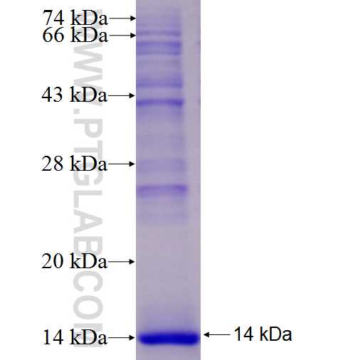 CR2 fusion protein Ag27983 SDS-PAGE