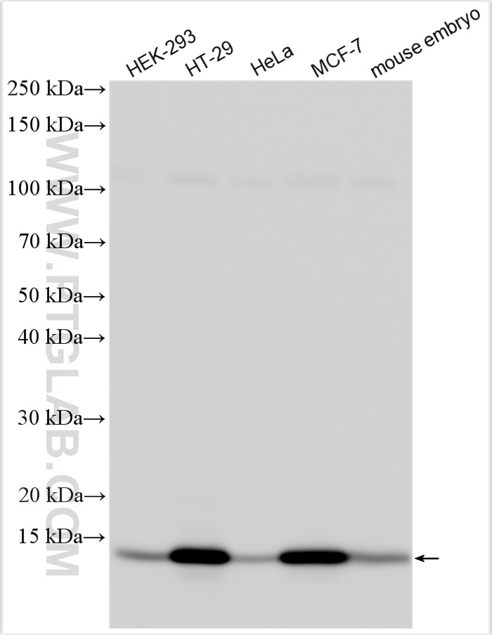 Western Blot (WB) analysis of various lysates using CRABP2 Polyclonal antibody (10225-1-AP)