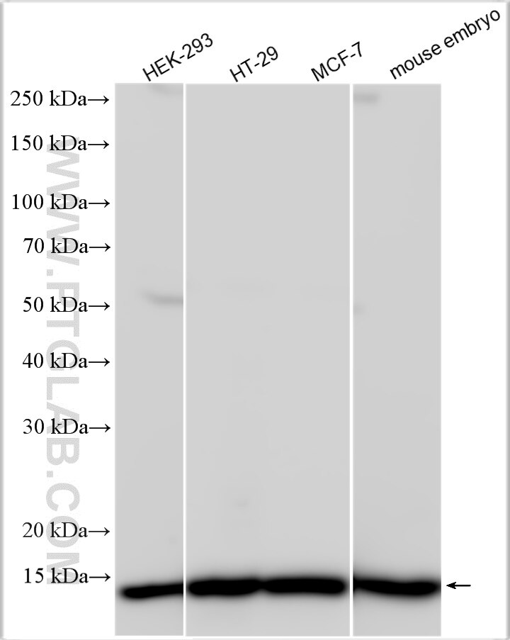 Western Blot (WB) analysis of various lysates using CRABP2 Polyclonal antibody (10225-1-AP)