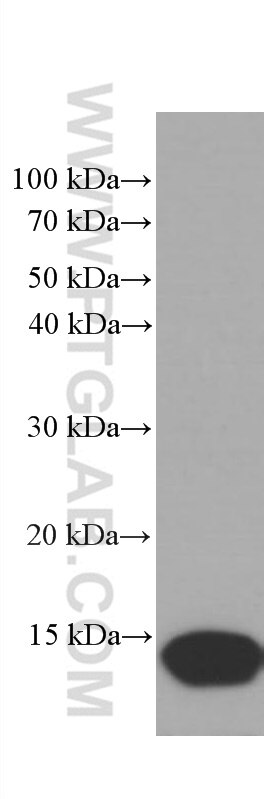 Western Blot (WB) analysis of T-47D cells using CRABP2 Monoclonal antibody (66468-1-Ig)