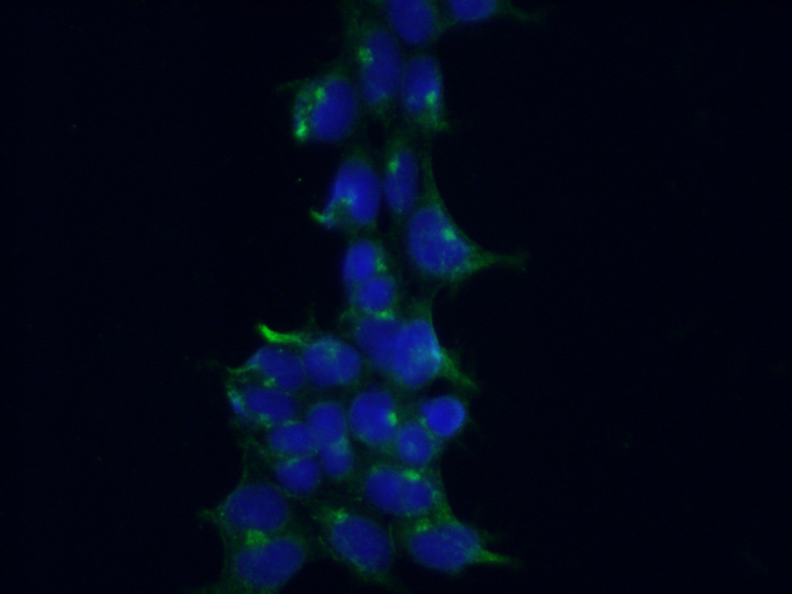 Immunofluorescence (IF) / fluorescent staining of HEK-293 cells using CRACR2A Monoclonal antibody (66787-1-Ig)