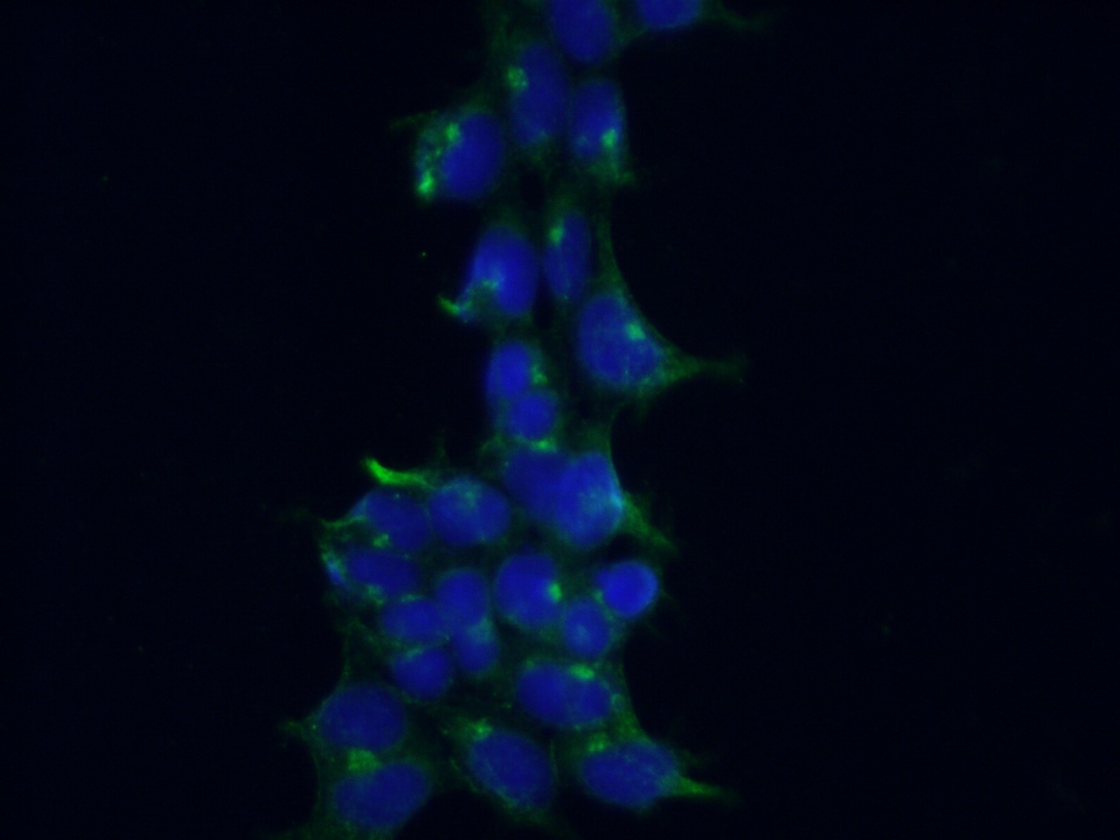 IF Staining of HEK-293 using 66787-1-Ig