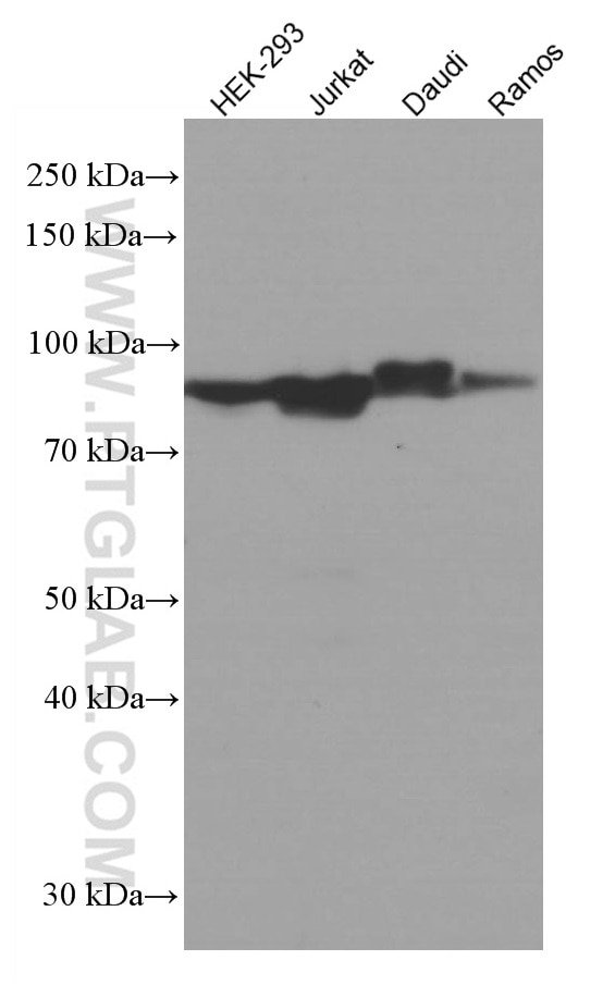 Western Blot (WB) analysis of various lysates using CRACR2A Monoclonal antibody (66787-1-Ig)