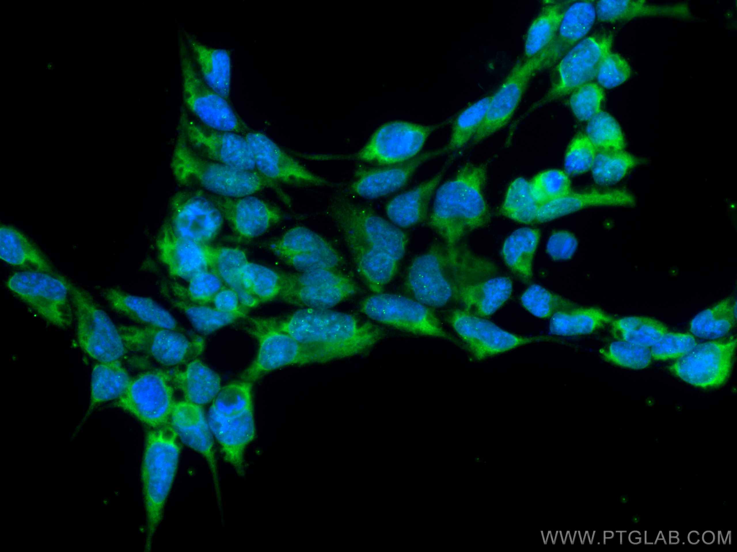Immunofluorescence (IF) / fluorescent staining of HEK-293 cells using CoraLite® Plus 488-conjugated CRACR2A Monoclonal a (CL488-66787)