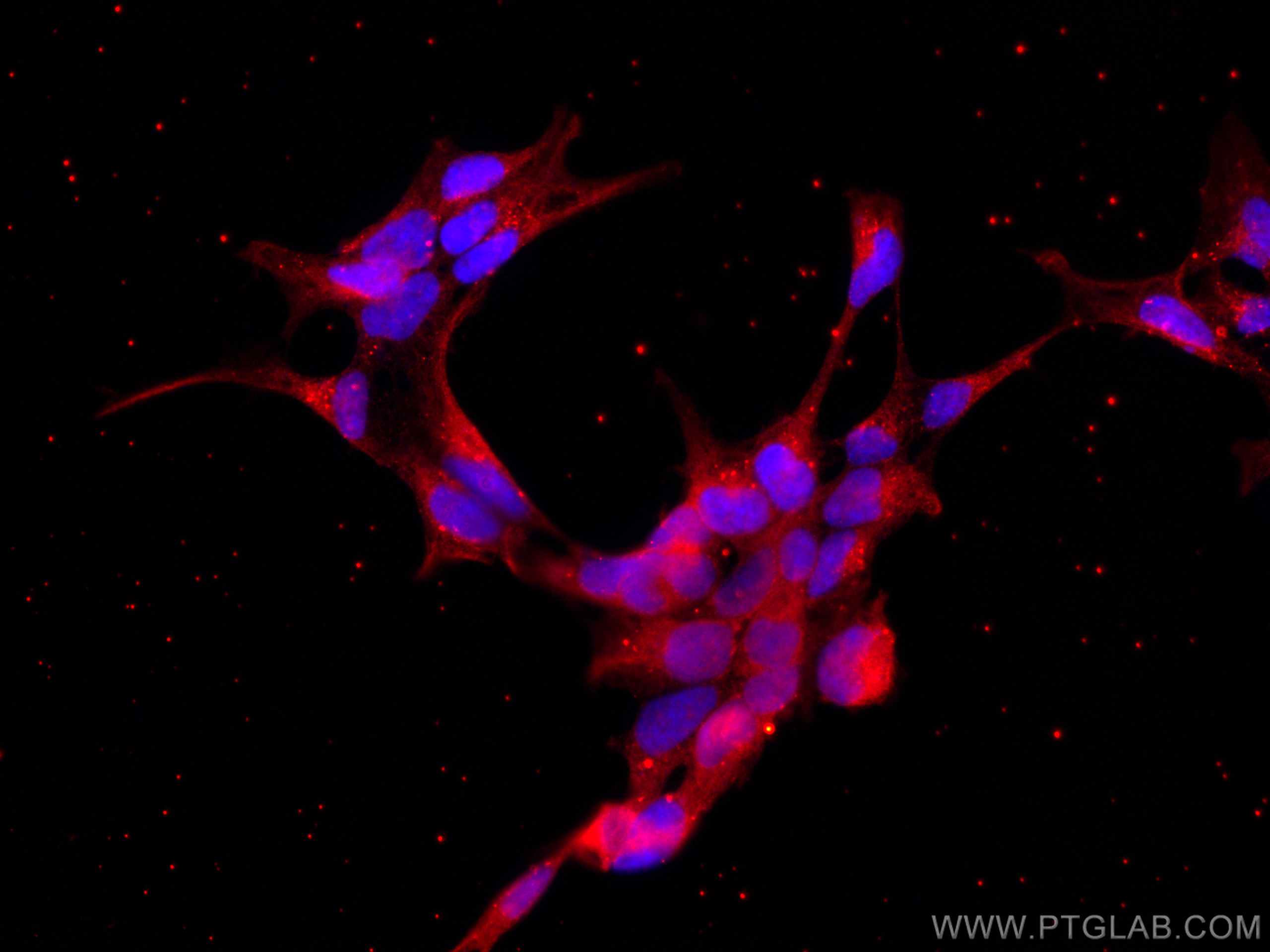 Immunofluorescence (IF) / fluorescent staining of HEK-293 cells using CoraLite®594-conjugated CRACR2A Monoclonal antibod (CL594-66787)