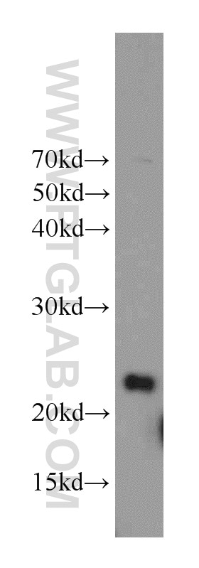 Western Blot (WB) analysis of mouse testis tissue using RAIDD Polyclonal antibody (10401-1-AP)