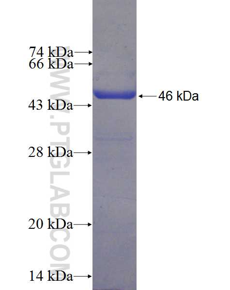 CRADD fusion protein Ag0630 SDS-PAGE