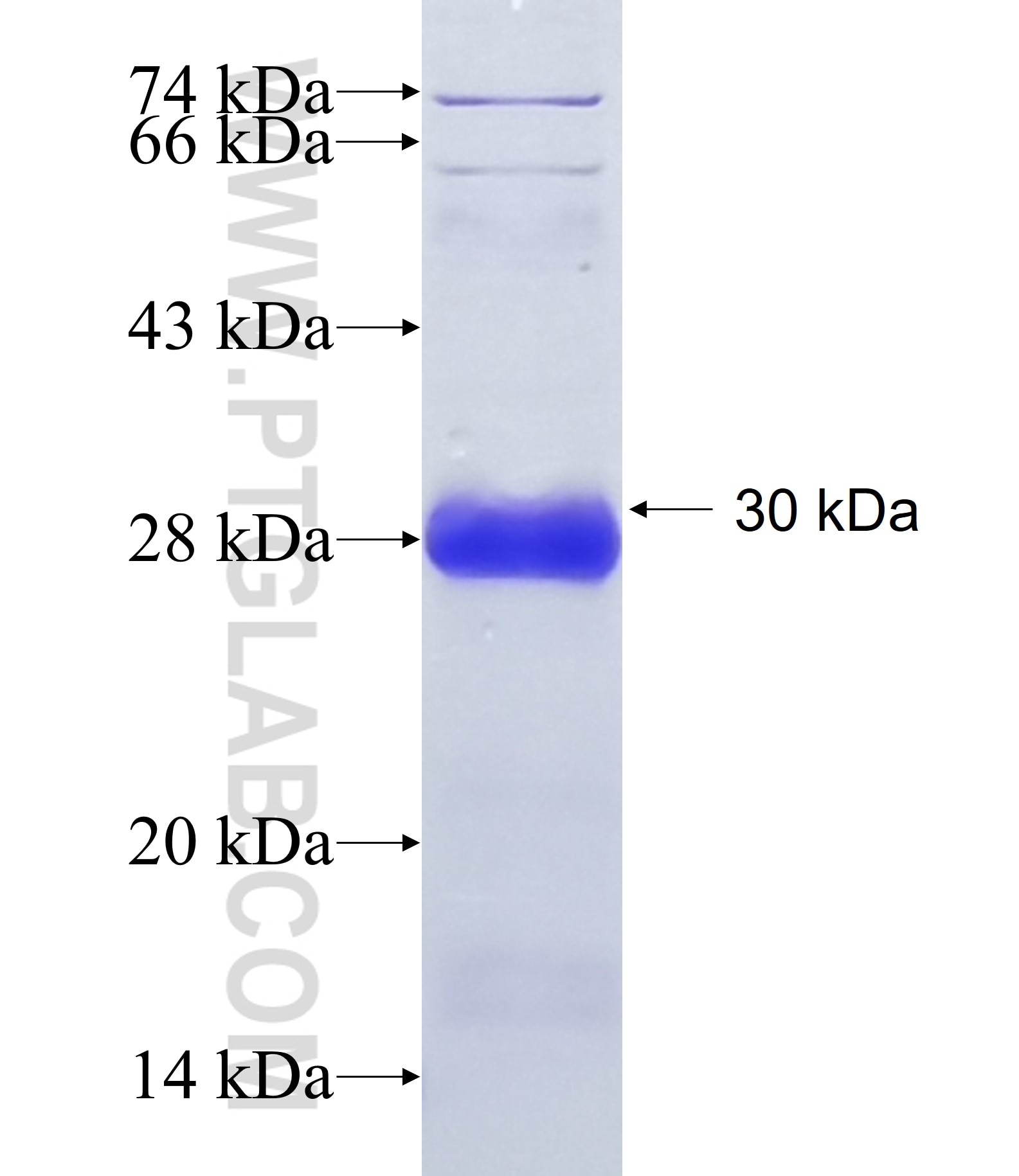 CRB1 fusion protein Ag24139 SDS-PAGE