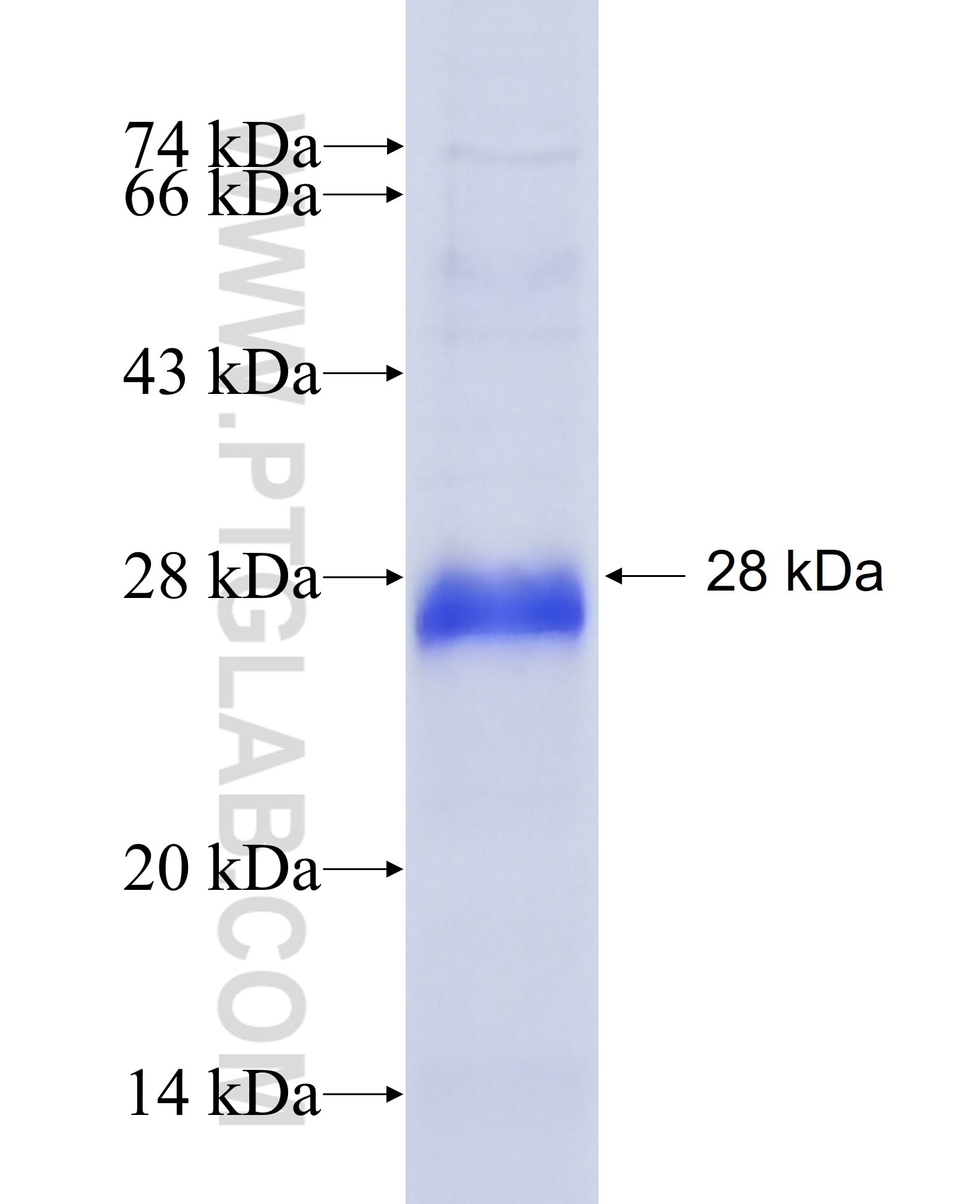CRB2 fusion protein Ag27774 SDS-PAGE