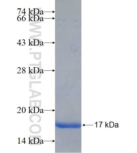 CRB3 fusion protein Ag26303 SDS-PAGE