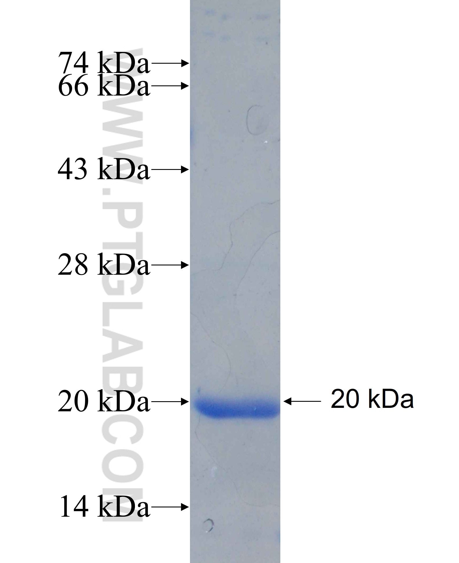 CRB3 fusion protein Ag26303 SDS-PAGE