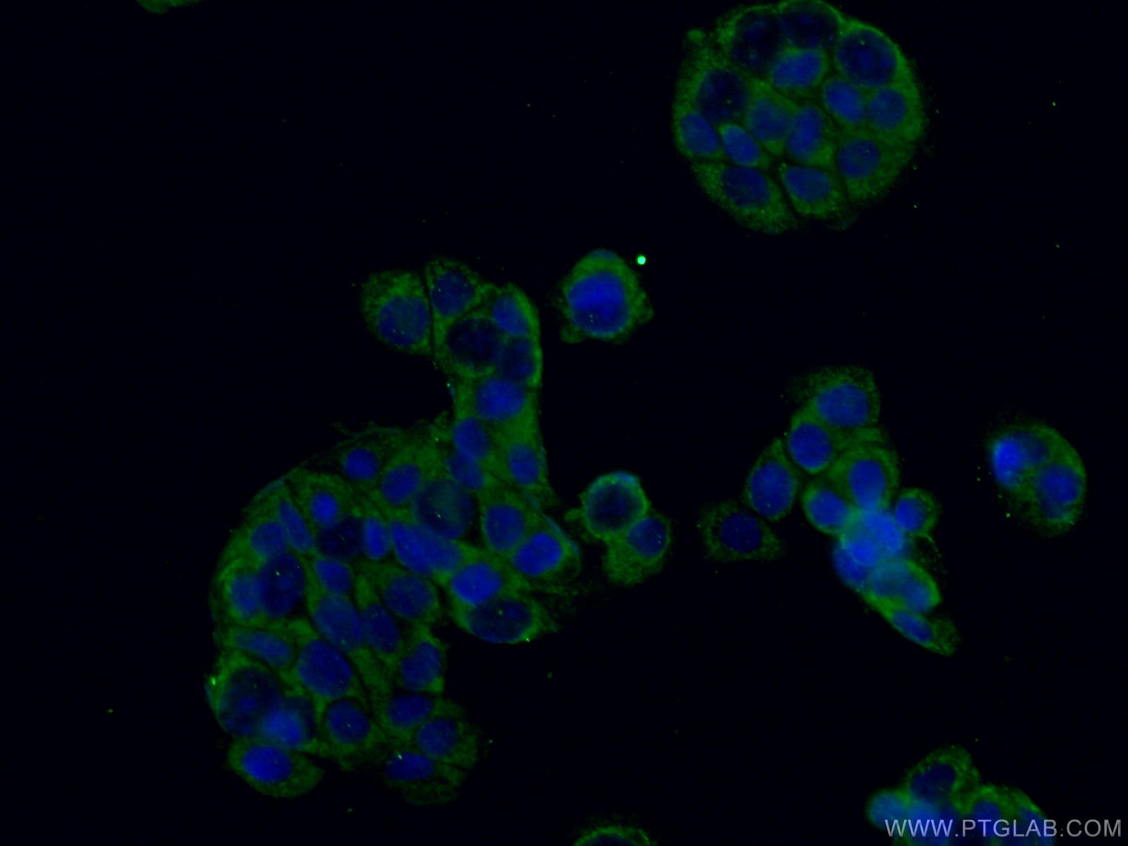 Immunofluorescence (IF) / fluorescent staining of COLO 320 cells using CRBN Polyclonal antibody (11435-1-AP)