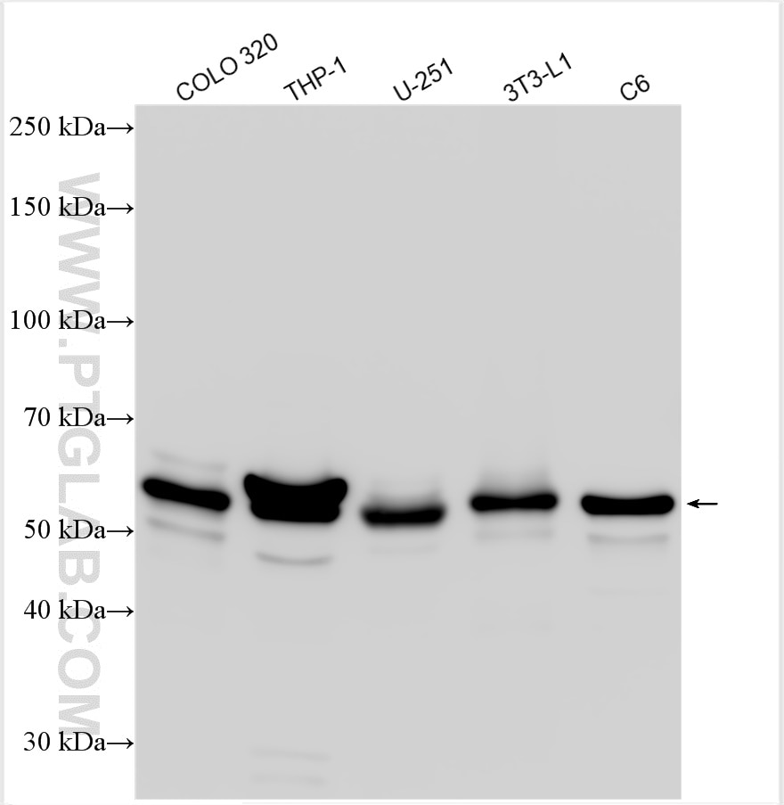 Western Blot (WB) analysis of various lysates using CRBN Polyclonal antibody (28494-1-AP)