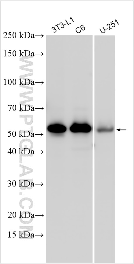 Western Blot (WB) analysis of various lysates using CRBN Polyclonal antibody (28494-1-AP)