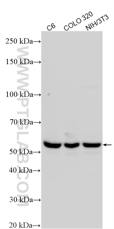 WB analysis using 28494-1-AP Western Blot (WB) analysis of various lysates using CRBN Polyclonal antibody (28494-1-AP)