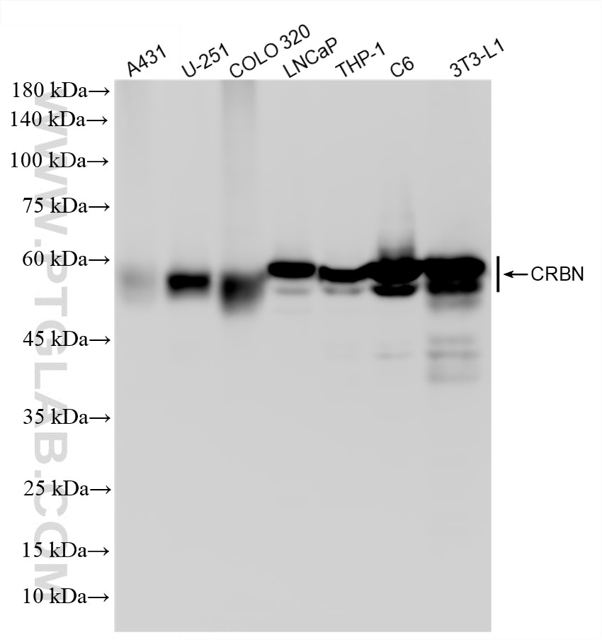 WB analysis using 87559-1-RR (same clone as 87559-1-PBS) Western Blot (WB) analysis of various lysates using CRBN Recombinant monoclonal antibody (87559-1-RR)