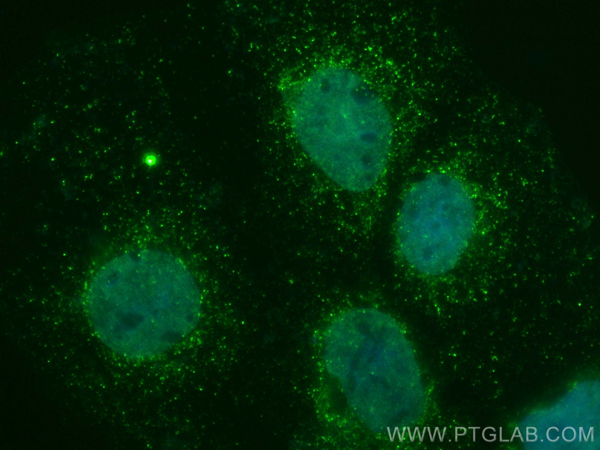 Immunofluorescence (IF) / fluorescent staining of Caco-2 cells using CoraLite® Plus 488-conjugated CRBN Monoclonal anti (CL488-66336)
