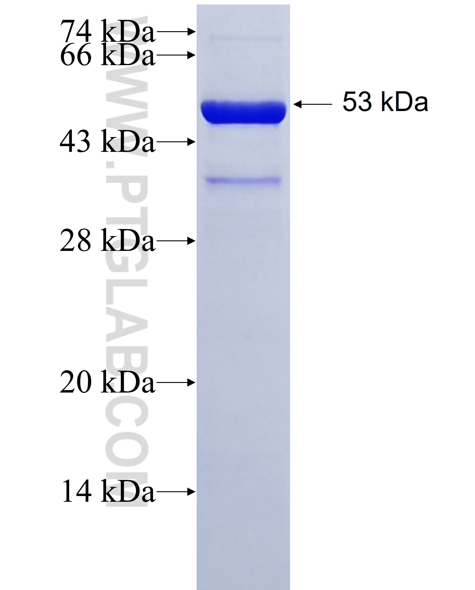 CRBN fusion protein Ag29353 SDS-PAGE