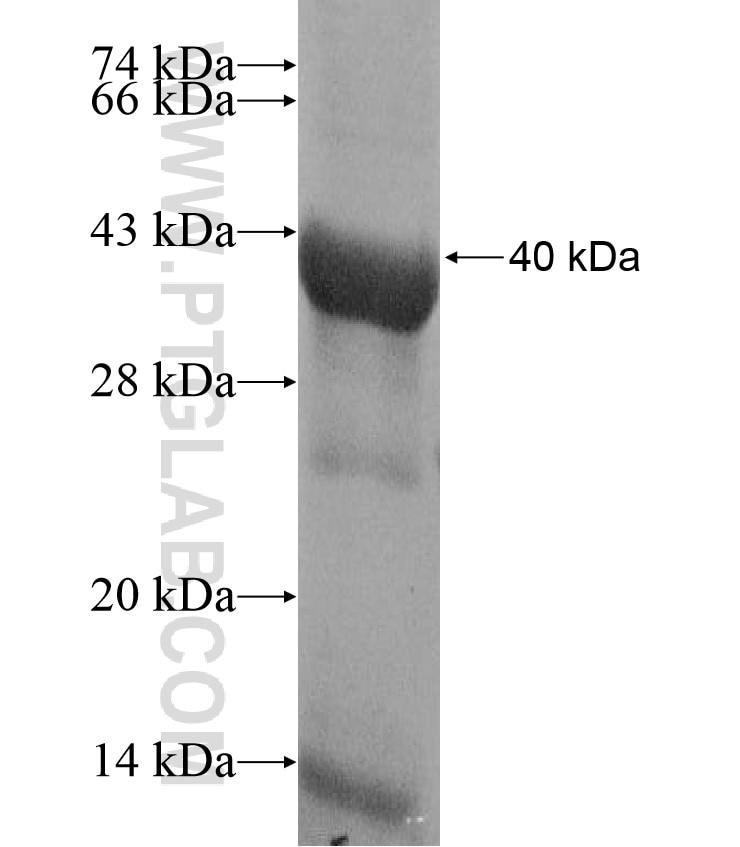 CRBN fusion protein Ag17166 SDS-PAGE