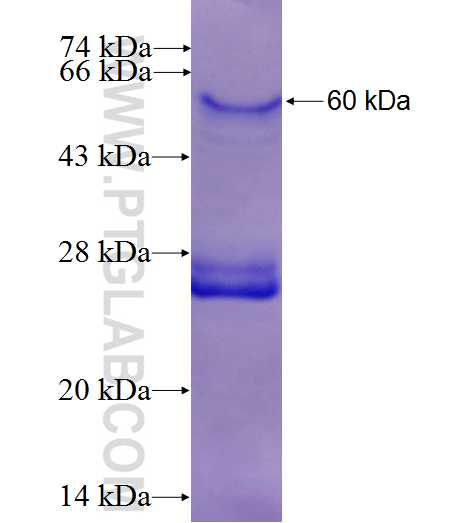 CRBN fusion protein Ag1951 SDS-PAGE