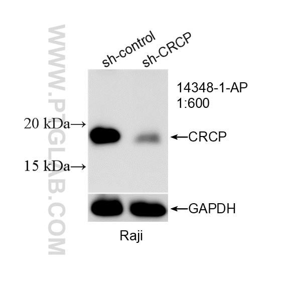 WB analysis of Raji using 14348-1-AP Western Blot (WB) analysis of Raji cells using CRCP Polyclonal antibody (14348-1-AP)