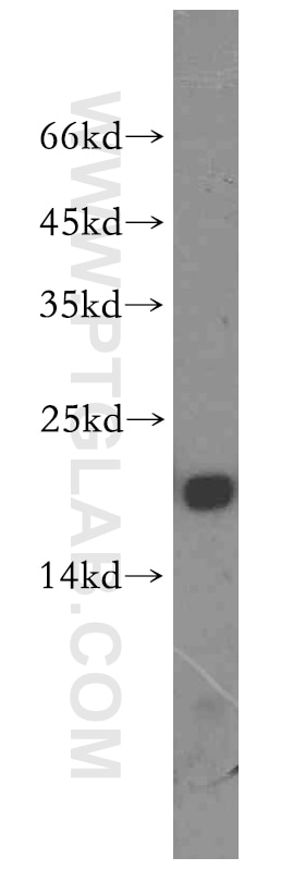 Western Blot (WB) analysis of Raji cells using CRCP Polyclonal antibody (14348-1-AP)