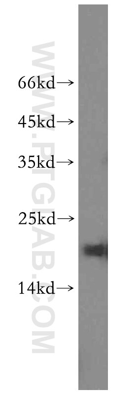Western Blot (WB) analysis of MCF-7 cells using CRCP Polyclonal antibody (14348-1-AP)
