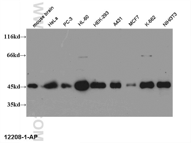 Western Blot (WB) analysis of various lysates using CREB1 Polyclonal antibody (12208-1-AP)