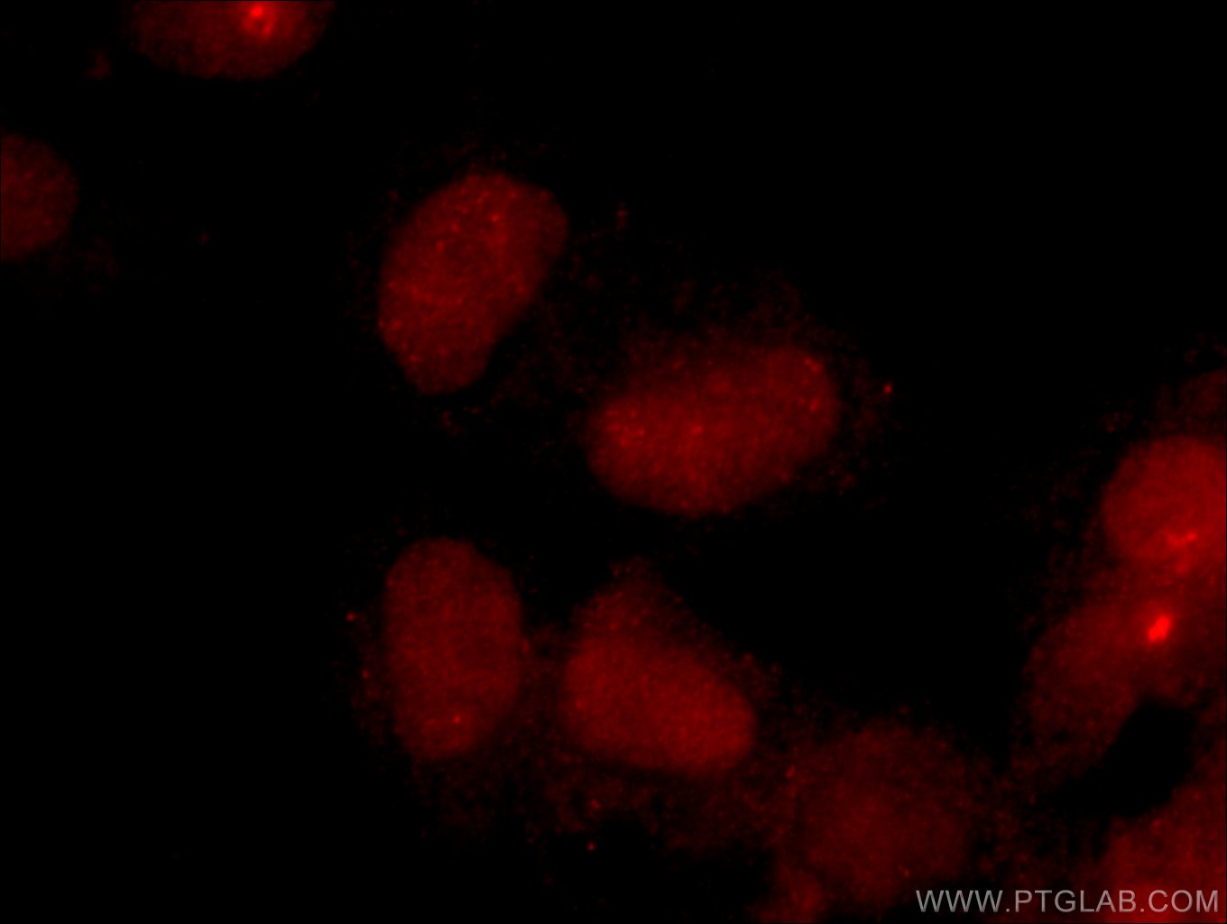 Immunofluorescence (IF) / fluorescent staining of HEK-293 cells using CREB1 Polyclonal antibody (12208-1-AP)