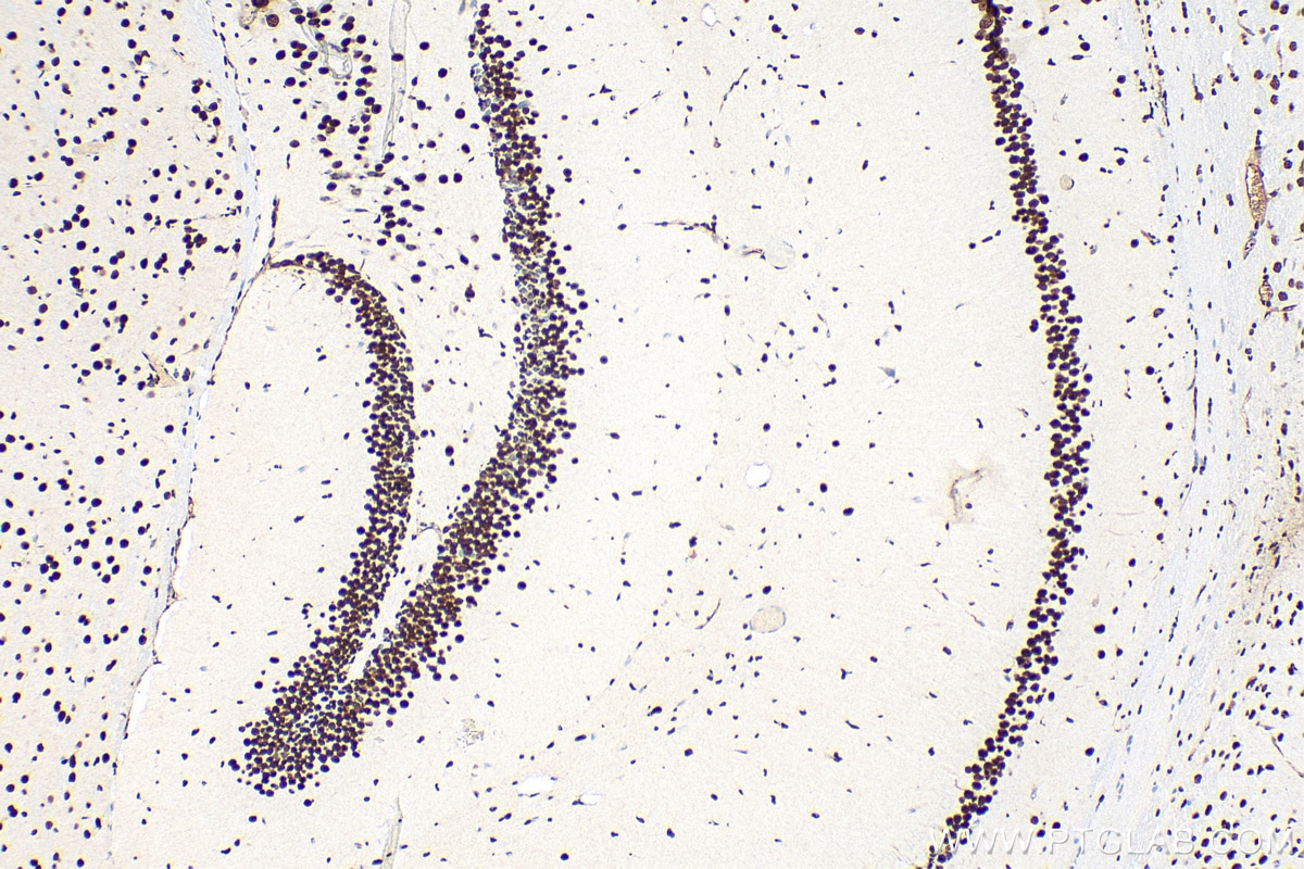 IHC staining of mouse brain using 12208-1-AP