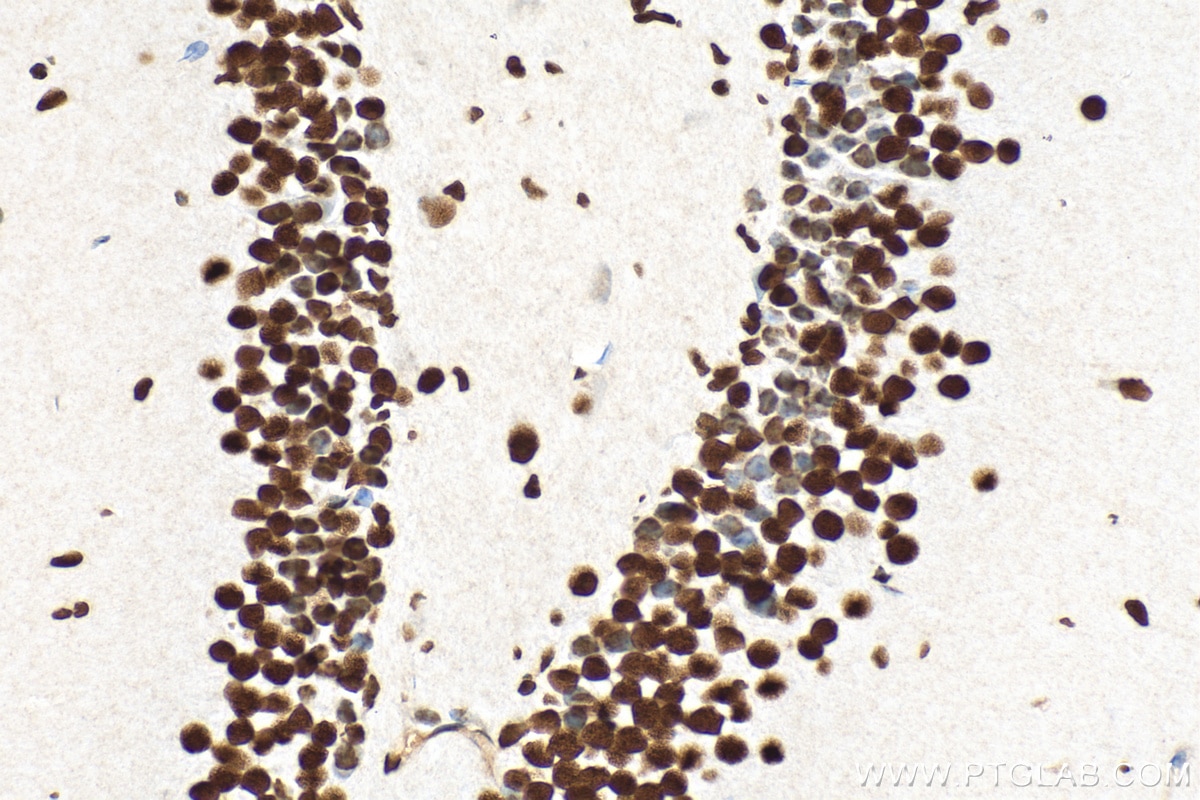 Immunohistochemistry (IHC) staining of mouse brain tissue using CREB1 Polyclonal antibody (12208-1-AP)