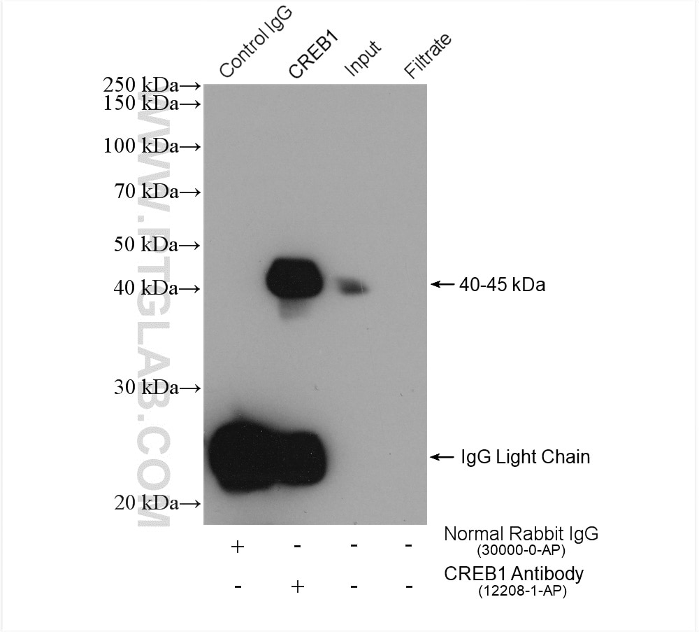Immunoprecipitation (IP) experiment of HEK-293 cells using CREB1 Polyclonal antibody (12208-1-AP)