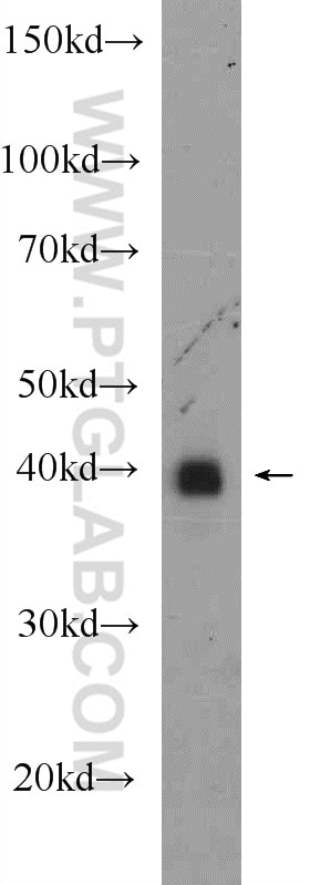 Western Blot (WB) analysis of mouse brain tissue using CREB1 Polyclonal antibody (12208-1-AP)