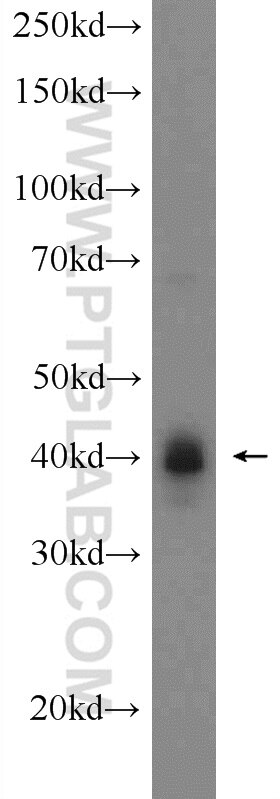 Western Blot (WB) analysis of mouse lung tissue using CREB1 Polyclonal antibody (12208-1-AP)