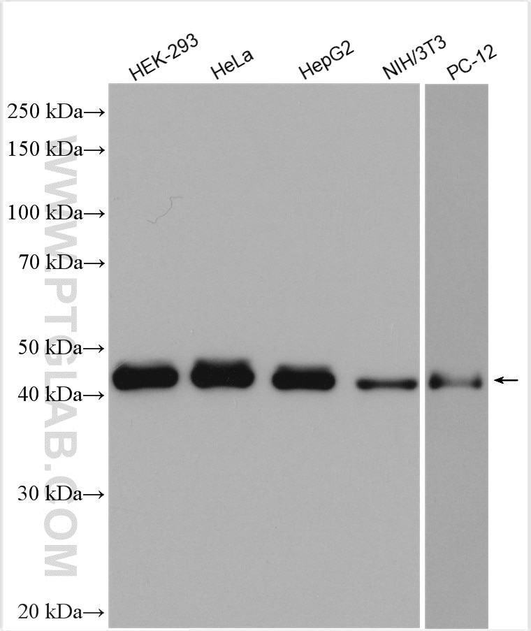 Western Blot (WB) analysis of various lysates using CREB1 Polyclonal antibody (12208-1-AP)