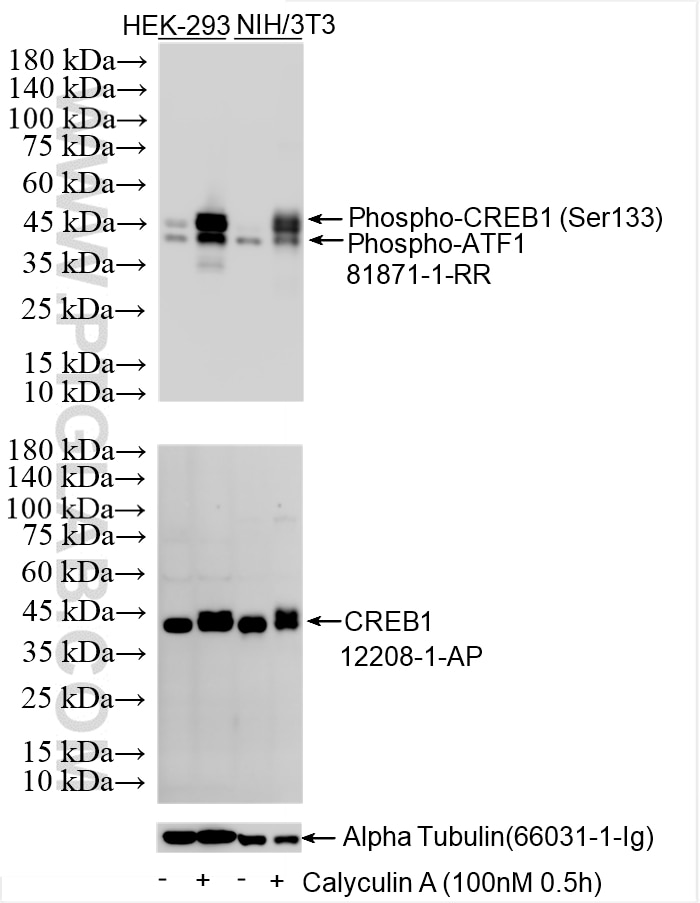Various lysates were subjected to SDS PAGE followed by western blot with 12208-1-AP (CREB1 antibody) at dilution of 1:10000 incubated at room temperature for 1.5 hours. Western Blot (WB) analysis of various lysates using CREB1 Polyclonal antibody (12208-1-AP)
