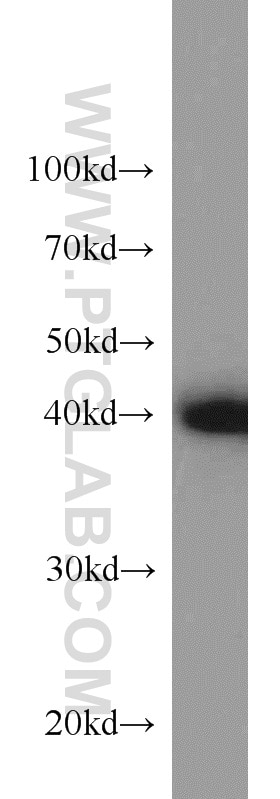 Western Blot (WB) analysis of Jurkat cells using CREB1 Polyclonal antibody (12208-1-AP)