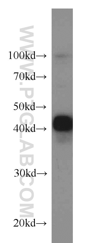 Western Blot (WB) analysis of COS-7 cells using CREB1 Polyclonal antibody (12208-1-AP)