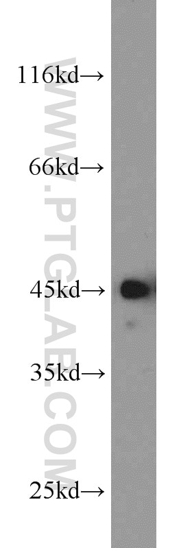 Western Blot (WB) analysis of rat brain tissue using CREB1 Polyclonal antibody (12208-1-AP)