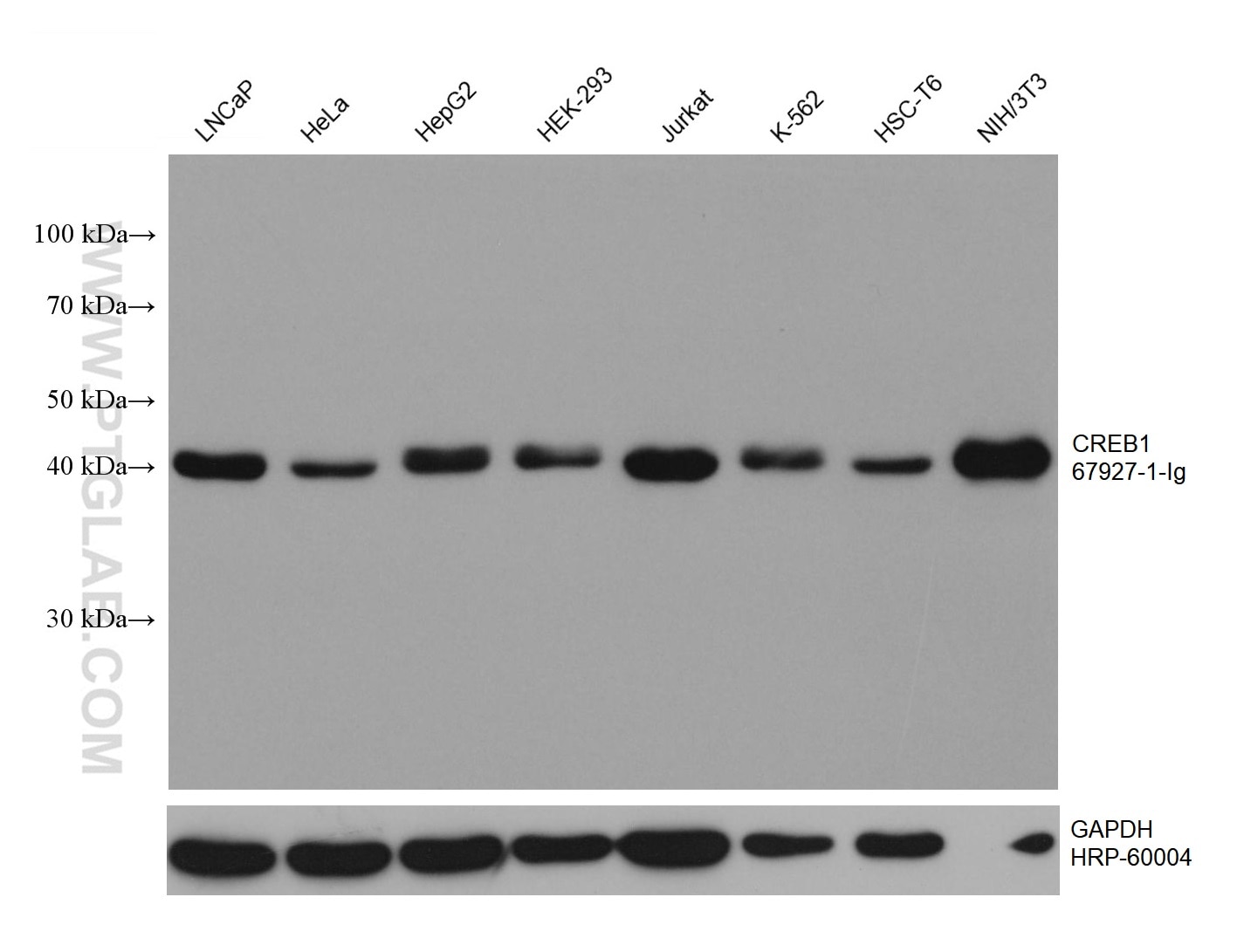 Western Blot (WB) analysis of various lysates using CREB1 Monoclonal antibody (67927-1-Ig)