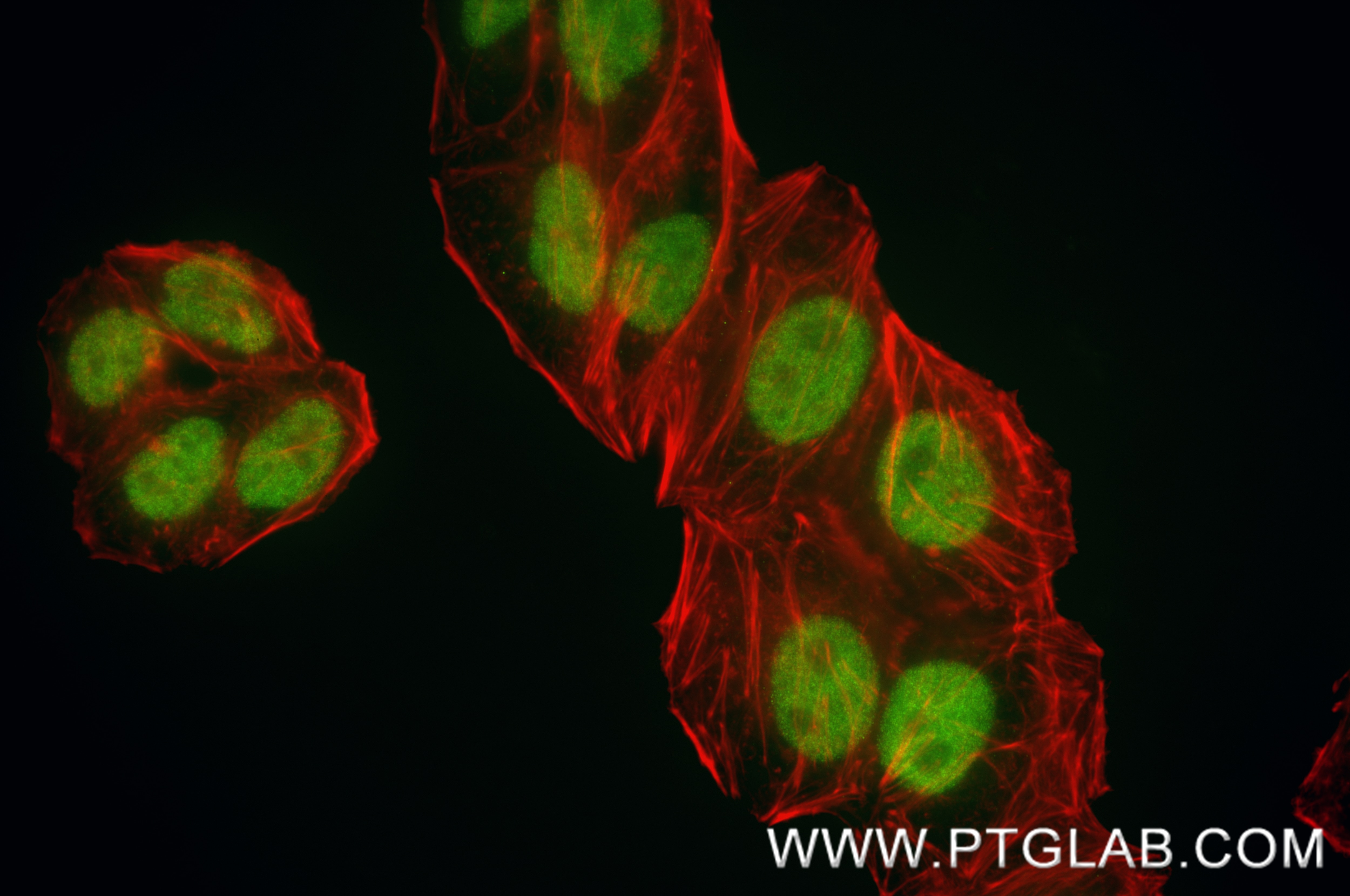 Immunofluorescence (IF) / fluorescent staining of HepG2 cells using CREB1 Recombinant monoclonal antibody (88035-1-RR)