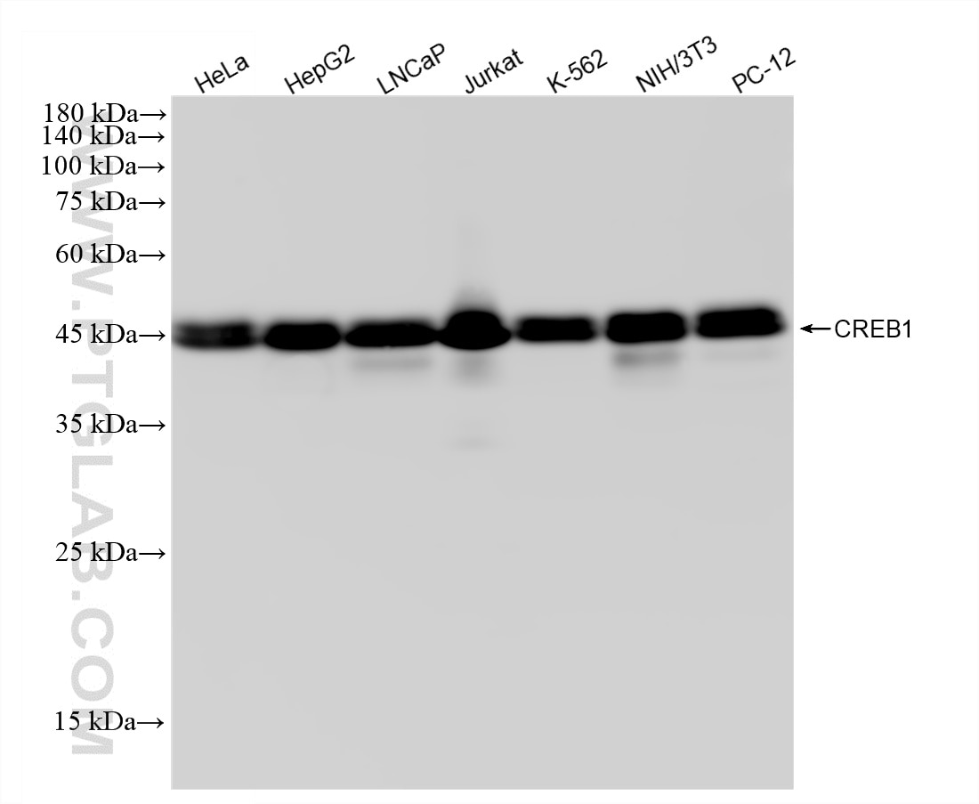 Western Blot (WB) analysis of various lysates using CREB1 Recombinant monoclonal antibody (88035-1-RR)