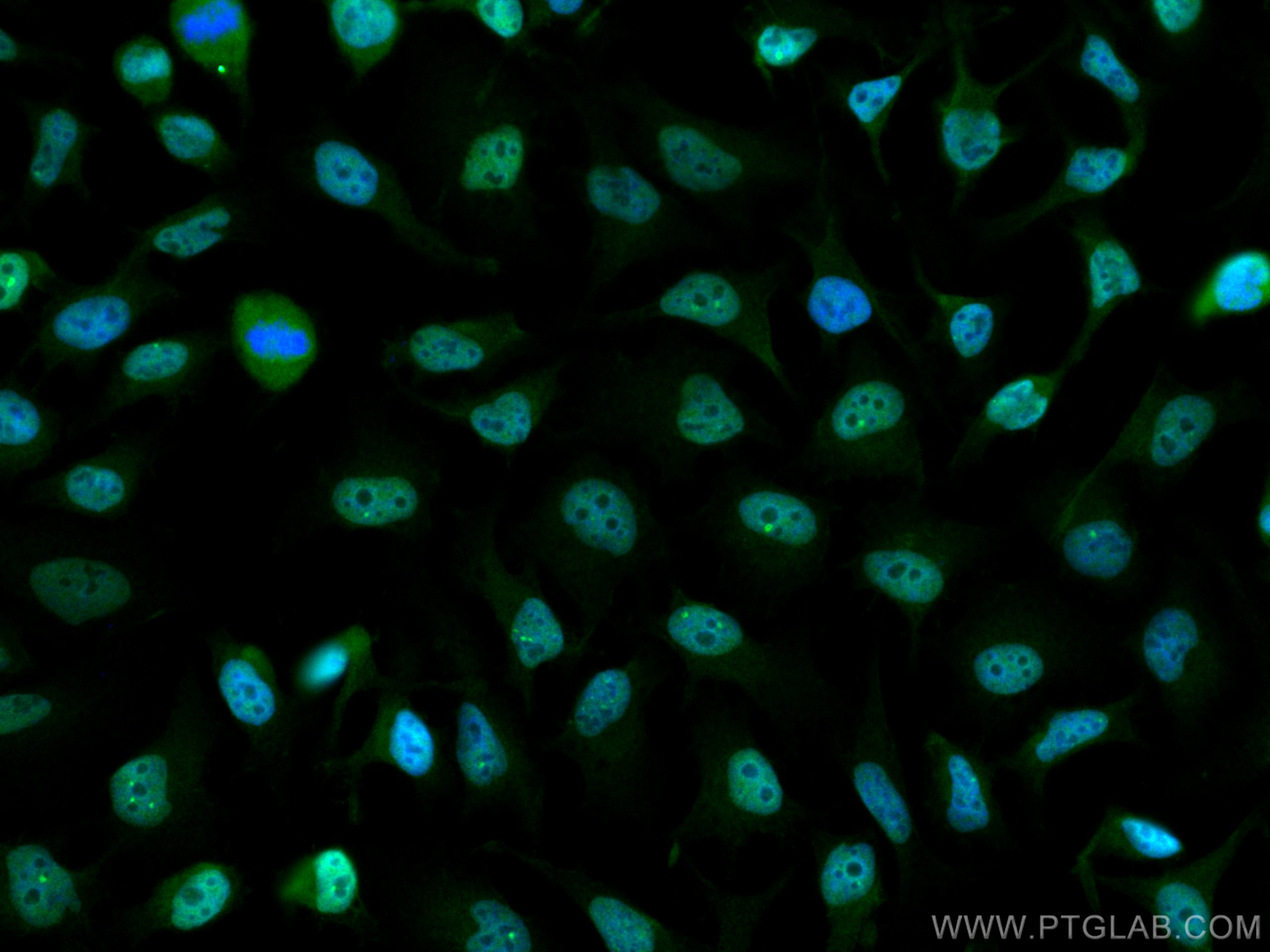 Immunofluorescence (IF) / fluorescent staining of HeLa cells using CoraLite® Plus 488-conjugated CREB1 Polyclonal ant (CL488-12208)