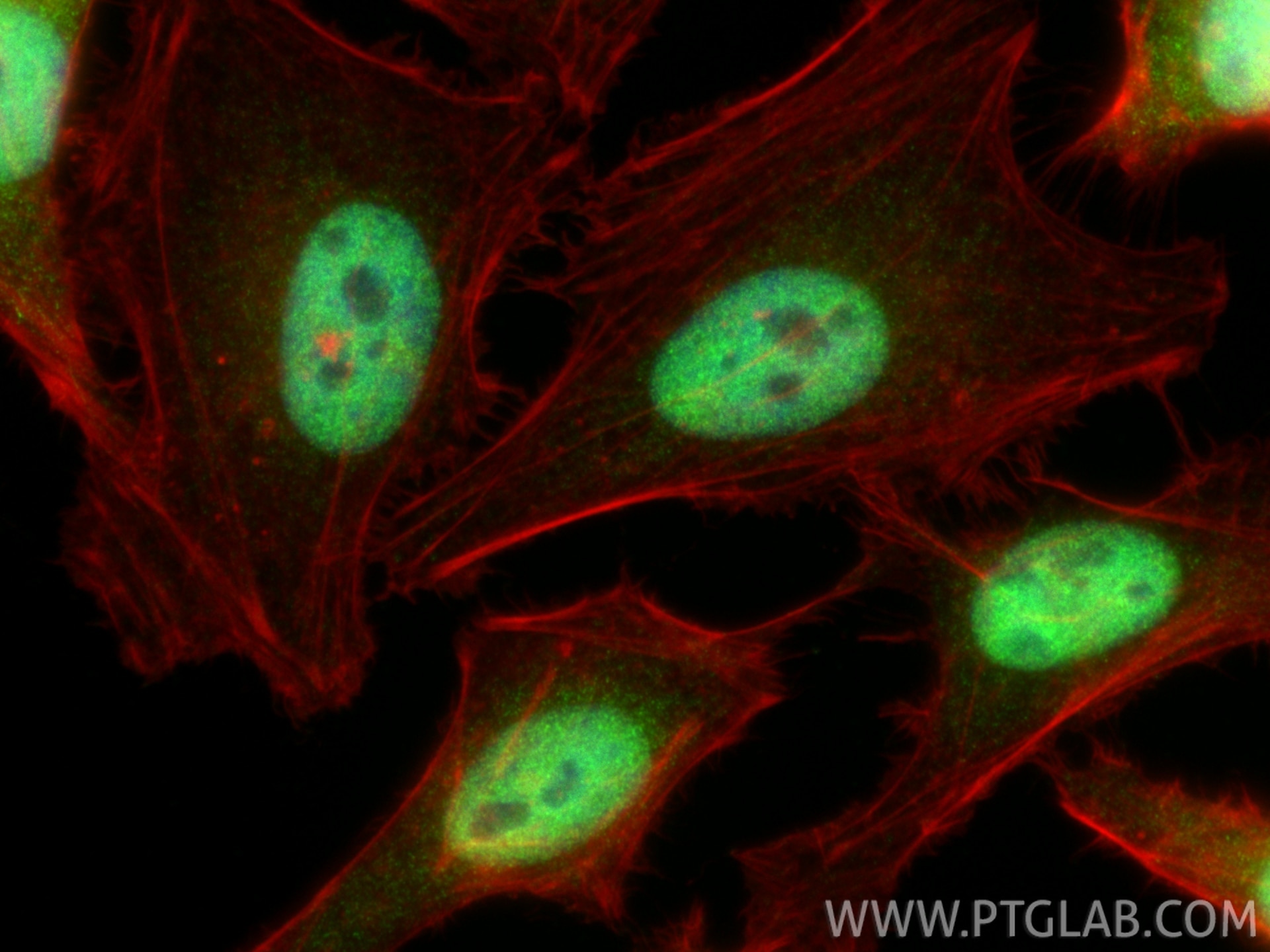 Immunofluorescence (IF) / fluorescent staining of HeLa cells using CoraLite® Plus 488-conjugated CREB1 Polyclonal ant (CL488-12208)
