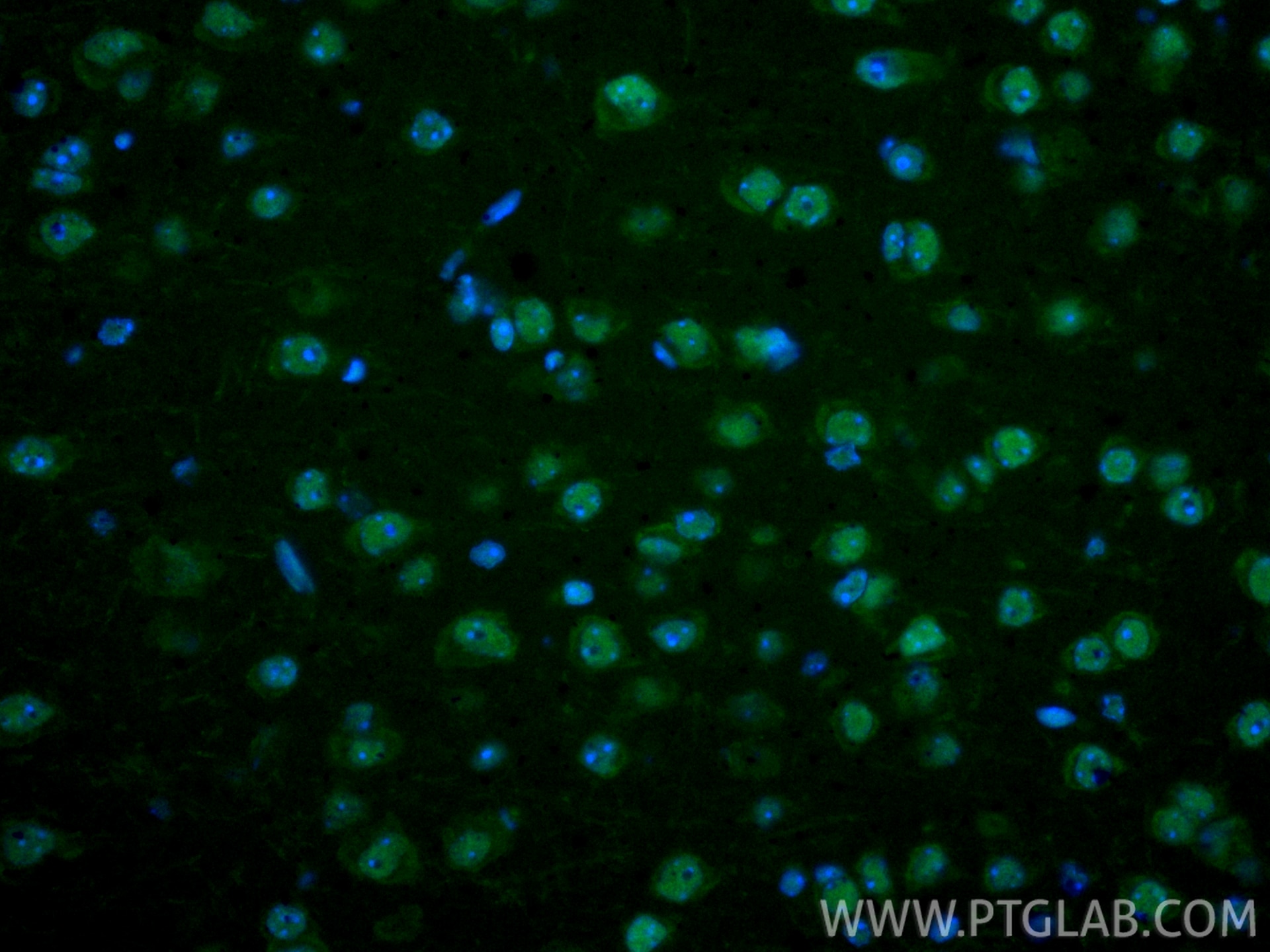 Immunofluorescence (IF) / fluorescent staining of mouse brain tissue using CoraLite® Plus 488-conjugated CREB1 Polyclonal ant (CL488-12208)